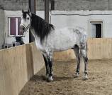 Hongre PRE dress&eacute; St Georges