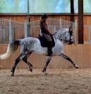 Hongre PRE dress&eacute; St Georges