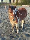 Poney