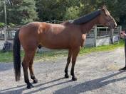 Super cheval de loisir 