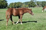 Pouliche Quarter Horse PP