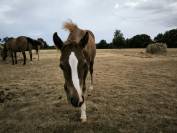 Pouliche Quarter Horse PP