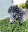 Poulain shetland 