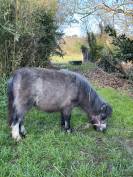 Poulain shetland 