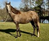 Jument ONC barbe arabe 