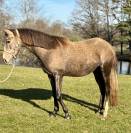 Jument ONC barbe arabe 