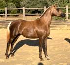 Ponette d'exception fille de Comso Callidus