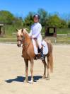 Ponette d'exception fille de Comso Callidus