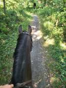 Ponette de sport