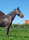 Ponette de sport