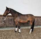 Joli cheval pour amateur 