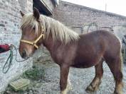 Jeune cheval comtois