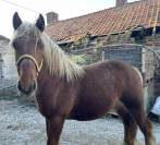 Jeune cheval comtois