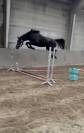Jument kwpn - 4 ans - DOUGLASS X AREZZO VDL - 162cm 