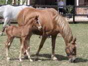 Veulen (ml) Franse rijpony PFS Te koop 2025 Vos ,  Hwen d'O vezauzi&egrave;re