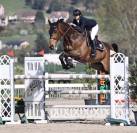 &agrave; louer  - cheval de sport confirm&eacute; 