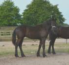 Poulain frison Eliott 1 an