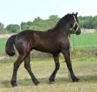 Poulain frison Eliott 1 an