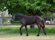 Poulain frison Eliott 1 an