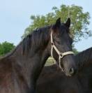 Poulain frison Eliott 1 an