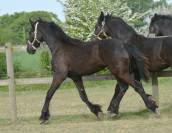 Poulain frison Eliott 1 an