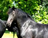 jument frison ster AA :8 ans pleine de JOUWE 485 