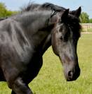 jument frison ster AA :8 ans pleine de JOUWE 485 