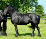 jument frison ster AA :8 ans pleine de JOUWE 485 