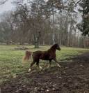 Hongre alezan 5 ans fils de IRISH L'HAMANDOUR SFA