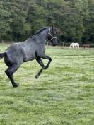 &Eacute;talon QH bleu roan 