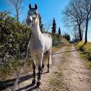 Cavallo spagnolo 10 anni