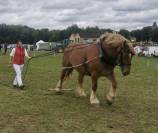 jument de trait ardennais 