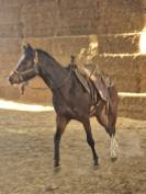 Jument quarter pleins papiers 