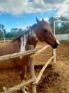 Vendo splendido American Paint horse Castrone