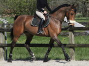 Poulini&egrave;re SF pleine