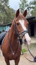 CAVALLO DRESSAGE