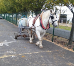 vends percheron PP blanc
