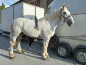 vends percheron PP blanc