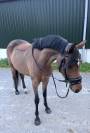 Mooie sport pony met spullen