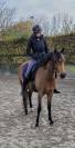 Mooie sport pony met spullen