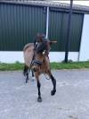Mooie sport pony met spullen