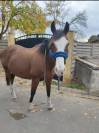 Jument pour loisirs 