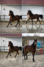 Poney PFS - Kandy des Barres - Isabelle 