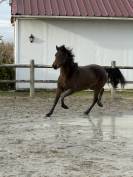 Poney PFS - Kandy des Barres - Isabelle 