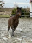Poney PFS - Kandy des Barres - Isabelle 
