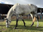 &Agrave; vendre Jell&rsquo;an du Lavoir, 7 ans &ndash; SF 1m75