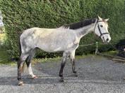 &Agrave; vendre Jell&rsquo;an du Lavoir, 7 ans &ndash; SF 1m75