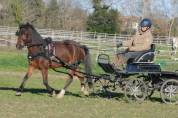 Ponette B polyvalente attelage, mont&eacute;, travail a pied.