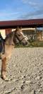 Super poney C (5ans)