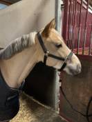 Super poney C (5ans)